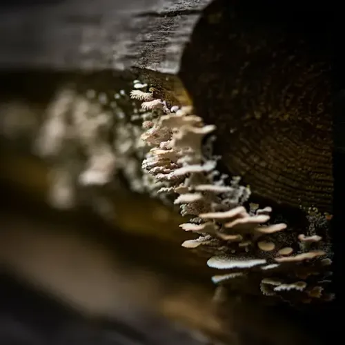 Close-up of black mold growth on a log cabin interior wall.